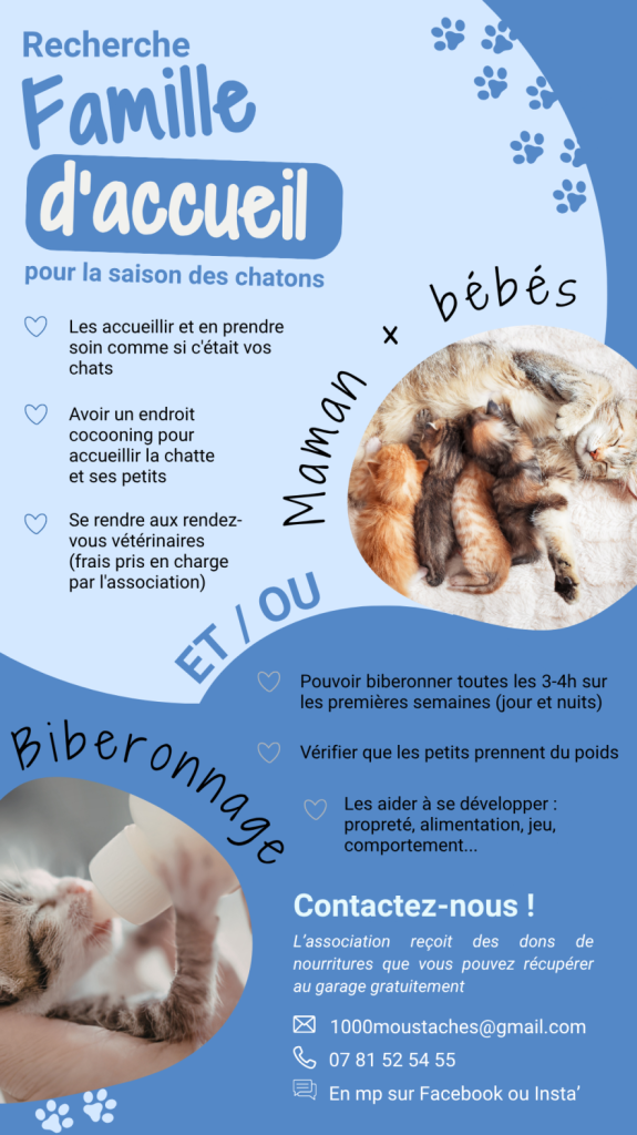 devenir fa maman chatons