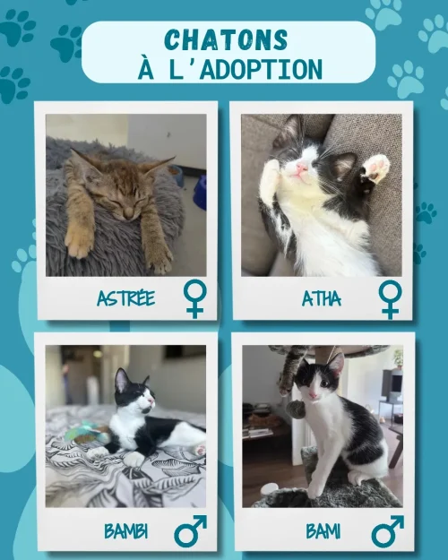 chatons_adoption