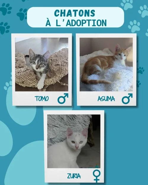 chatons_adoption_10