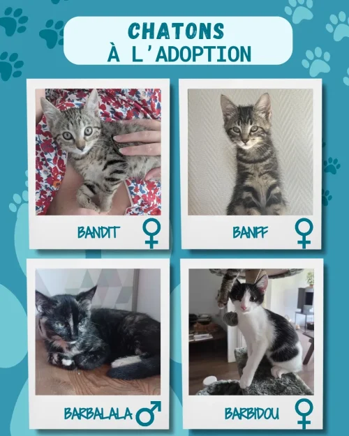 chatons_adoption_2