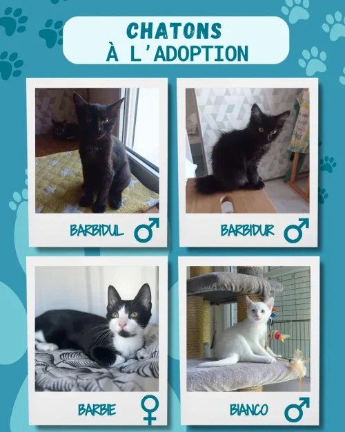 chatons_adoption_3
