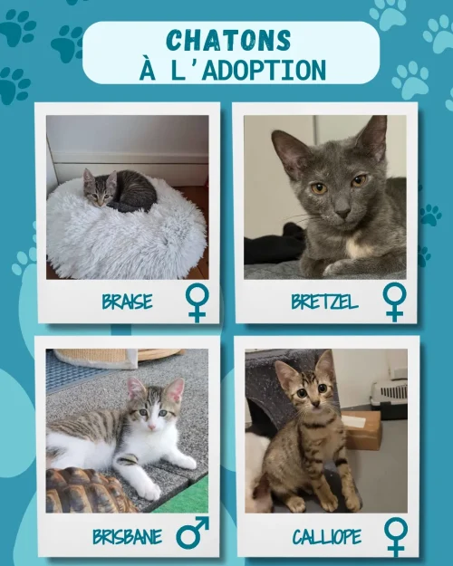 chatons_adoption_4