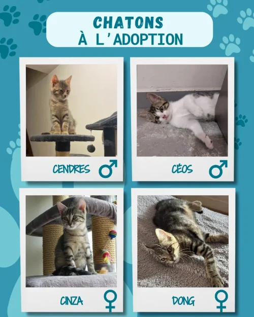 chatons_adoption_5