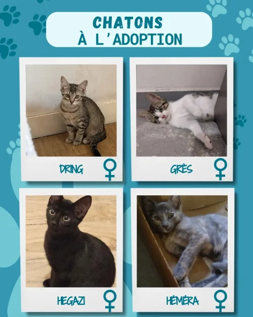 chatons_adoption_6