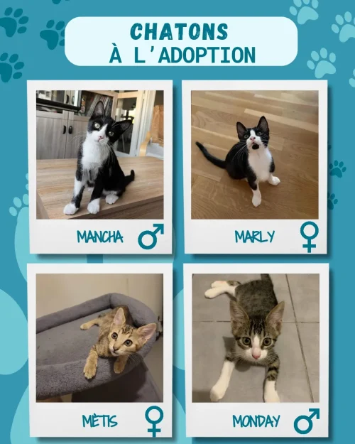 chatons_adoption_7
