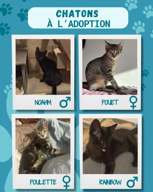 chatons_adoption_8