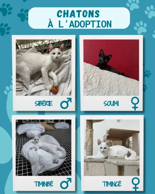 chatons_adoption_9