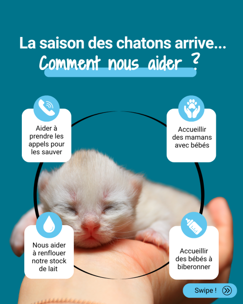 saison chaton